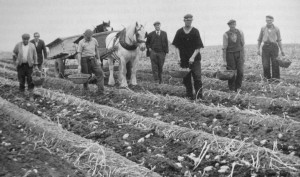 AOS P 1624 irish potato pickers at J.Richardsons farm, twenty 1973