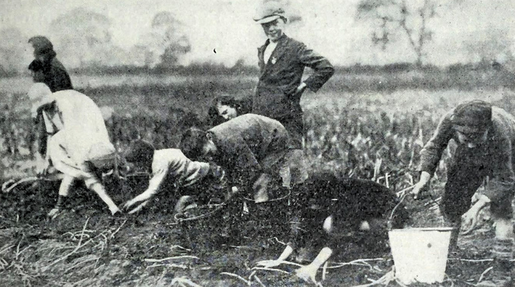 potato picking1_Fotor